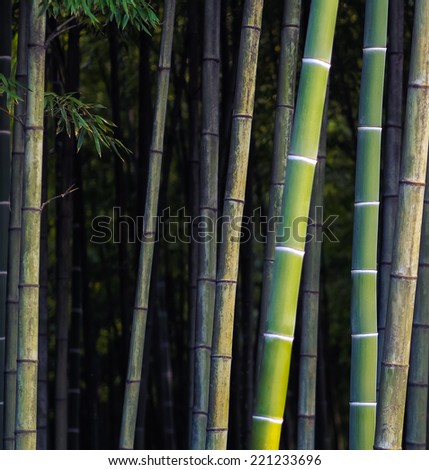 Nature background with bamboo. Bamboo jungle - tropical forest. Asian design for zen culture tradition.