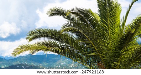 Palm leaves closeup at sky with clouds. Tropical landscape for your exotic tours concept with palm tree.