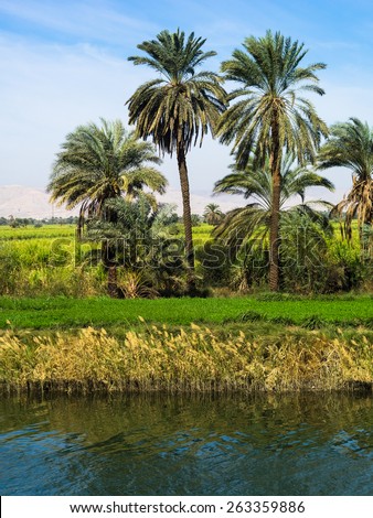 The fertile banks of the Nile. Valley of the Nile River in Egypt. Palms and fields on Nile riverside.