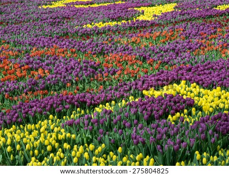 Flowers background - tulips field as a floral carpet. Spring floral background.