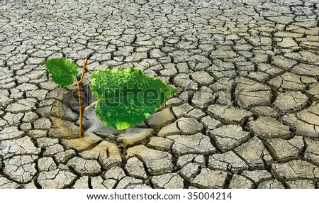 Global warming on Earth is a green plant fights for life during drought. Ecology concept - plant fighting drought land.