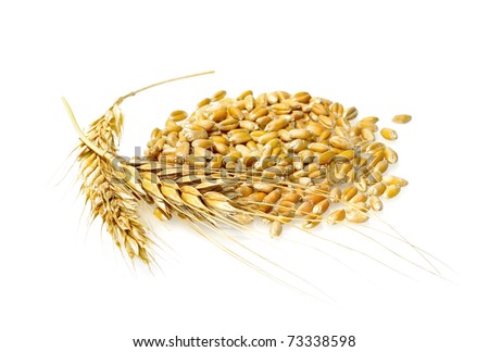 Wheat grains and cereals spike. Wheat  isolated on white background. Wheat ears - close up image.