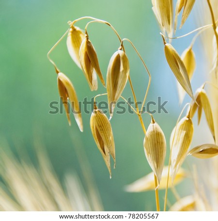 Oat ears with grains, image of the soft focus. Agricultural background - ripe spikes of oats on the field closeup.
