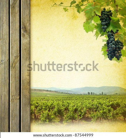 Wine composition with vineyard. Wine list background. Grape on the blank paper for the wine collage. Bunches of red grapes to grapevine and wooden grunge background.