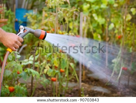 Watering garden equipment - hand holds the sprinkler hose for irrigation plants. Gardener with watering hose and sprayer water on the vegetable.