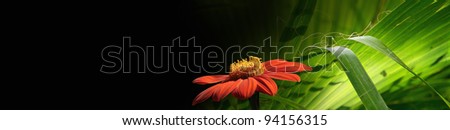 Floral banner for your design on black background. Horizontal banner with photo elements - green leaf and red flower.