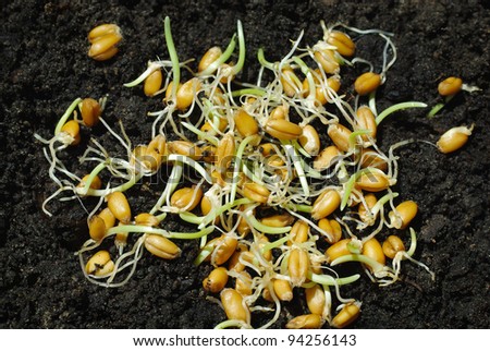 Wheat germ. Sprouted grain of wheat in the ground.