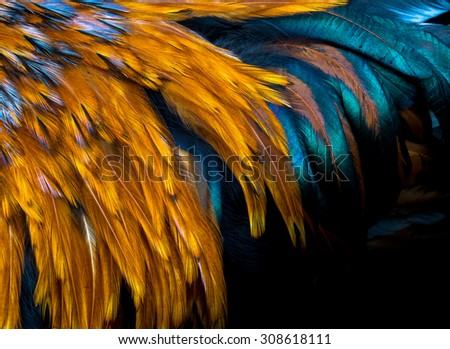 Exotic texture feathers background, closeup bird wing. Red-brown and black feathers for your pattern.