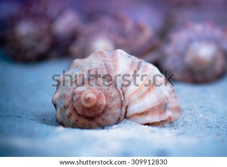 Marine background with a sea shell. Seashells on a coast in a soft blur effect.