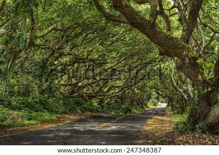 A far away walker reach the end of a long and undulating paved road going through a tree tunnel in Hawaii.