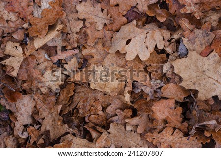 Backgrounds, texture. Dry oak leaves his foot in the forest.