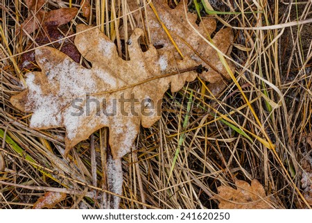 Backgrounds, texture. Dry oak leaf with snow and frost on the background of dry grass in winter forest.