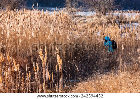 Landscape. Photographer shoots ducks in the reeds. Winter. Applied tone filter.