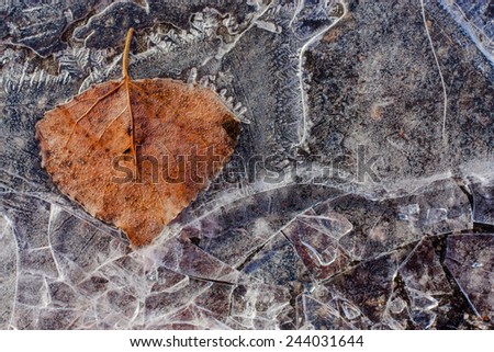 Texture, backgrounds, abstraction. Frozen puddle with lime leaves.