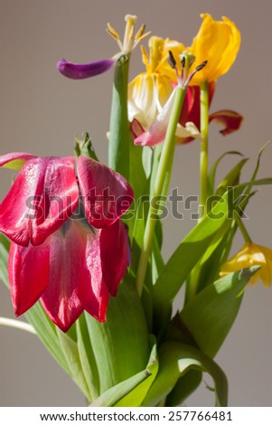 Nature. Wilted tulips. Vertical close-up. Without the use of filters.