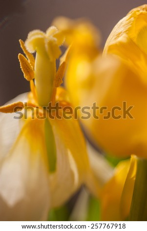 Backgrounds, abstraction. Withered flowers tulips without leaves. Macro close-up with very little depth of field.. Vertical plane. Without the use of filters.