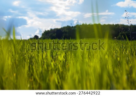 Nature. Backgrounds. Young wheat taken from bottom point. In the background the sky and the front garden.