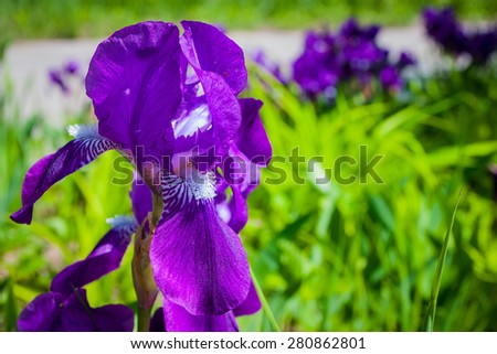 Nature, object colors. Irises purple. Focus on the foreground. Without the use of filters, contrast enhancement.