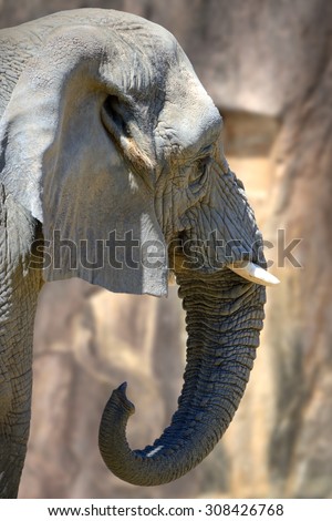 Large African Elephant detail representing the wild life in Africa. Elephant head showing his ivory tusks against a blurred stone background.