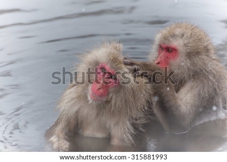 Couple of the Japanese monkey of the good friend enjoying a hot spring