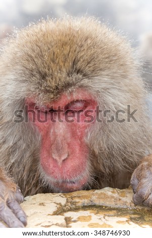 Monkey thinking about something in a hot spring