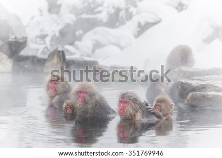 Japanese monkey enjoys an outdoor bath