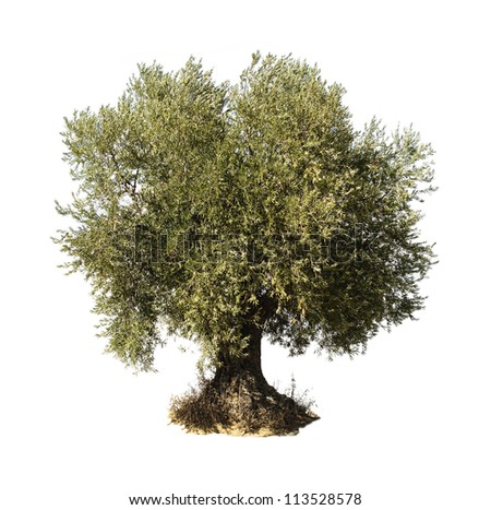 Olive tree white isolated. Olive tree white isolated.