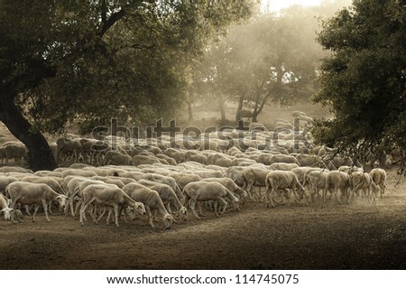 Sheep herd in mountain. Running sheeps in a farm