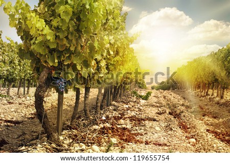 Vineyards at sunset in autumn harvest. Ripe grapes in fall.Cluster grapes on left
