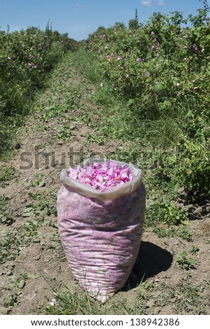 Plantation crops roses. Roses used in perfume industry.