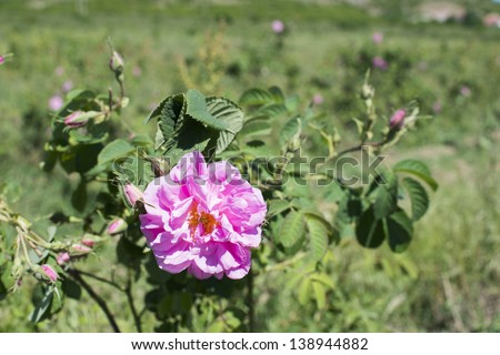 Plantation crops roses. Roses used in perfume industry.