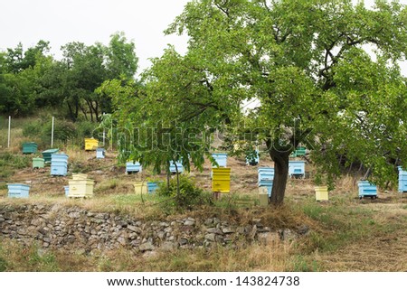 Meadow with bee hives and tree. Small bee farm