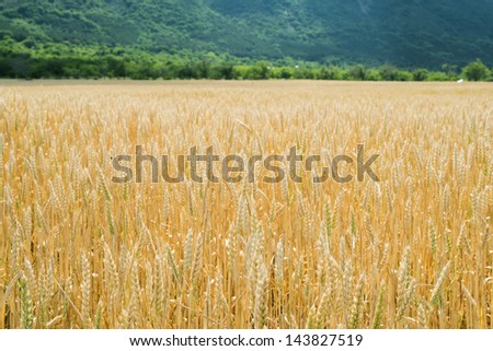 Cereal crops. Agricultural land. Horizontal composition