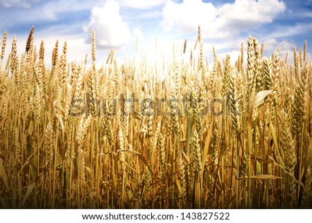 Cereal crops and sunlight. Cloudy sunset sky
