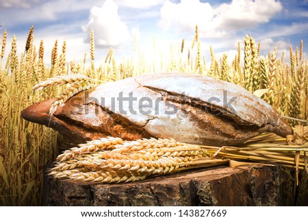 Bread and wheat cereal crops. Cereal crops on the background