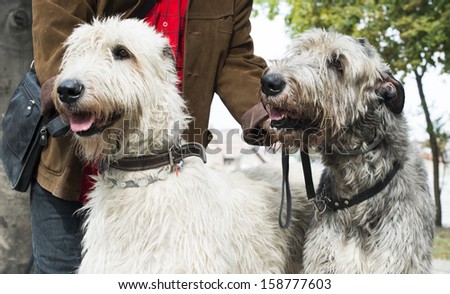 Two Giant schnauzer dogs. White and black