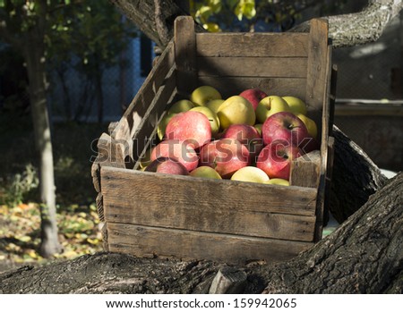 Apples in an old wooden crate on tree. Authentic image