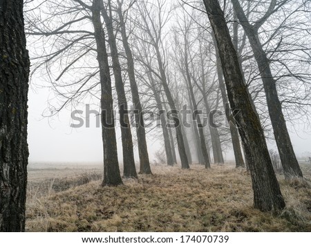 Big Trees in fog. Forest and fog