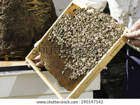 Beekeeper look honeycombs. White protective clothing