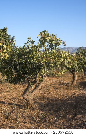 Pistachio trees in Greece. Pistachio plantation. Greece