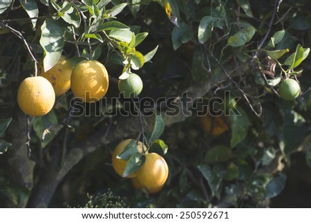 Oranges on a branch. Orange trees in plantation. Greece