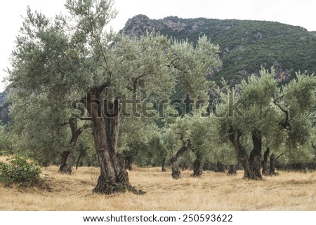 Olive trees in plantation. Agricultural land. Greece