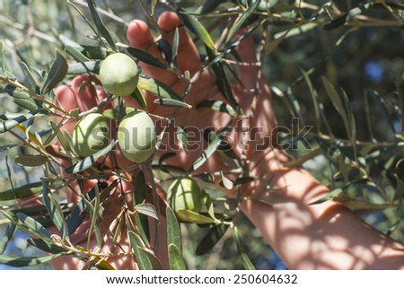 Hand holding olive tree branch. Sun light. Greece