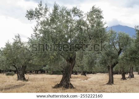 Olive trees in plantation. Agricultural land. Greece