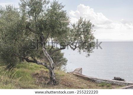 Olive tree on the beach. Blue sky. Greece