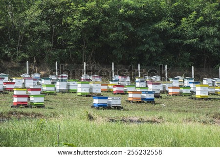 Beehives in bee farm. Forest of acacia trees. Bulgaria