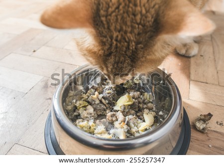 Orange cat eating in the floor