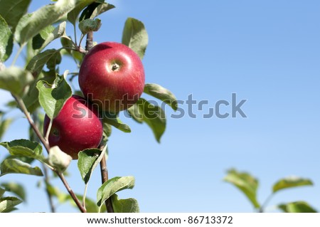 Apple tree with red apples on blue sky background
