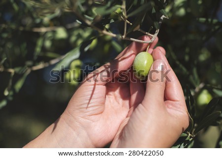 Hand holding olive tree branch. Sun light