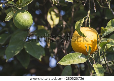 Oranges on a branch. Orange trees in plantation